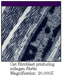 猫的成纤维细胞