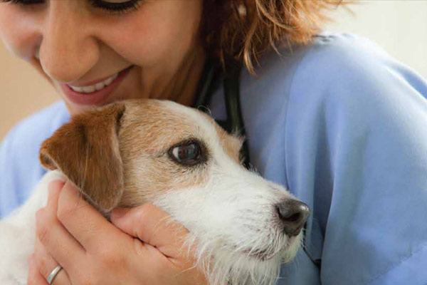 Sistema Vita Flex CR para veterinários